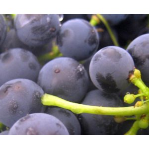 Monitoring Oxygen and pH during Red Grape Fermentation