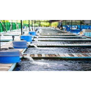 Optical Sensing Solutions for Aquaculture