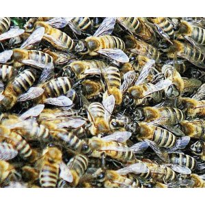 Detects Insecticide Associated with Loss of Honeybee Colonies